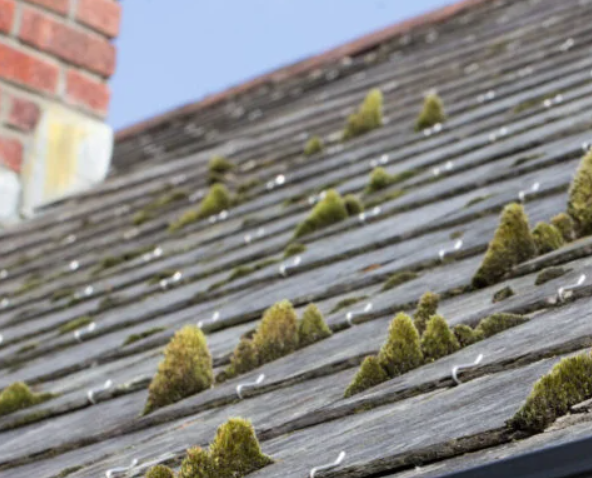 Moss on roof